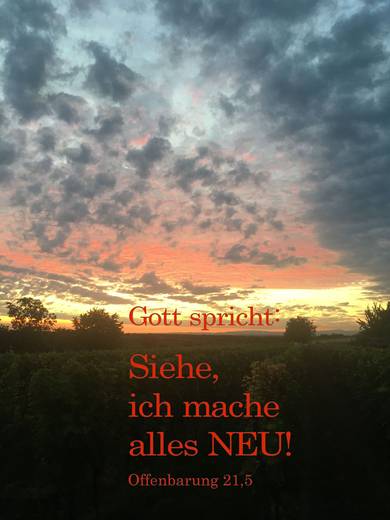 Quelle: FUNDUS_1949_Morgenrot, Weinberge-hochkant.jpg
